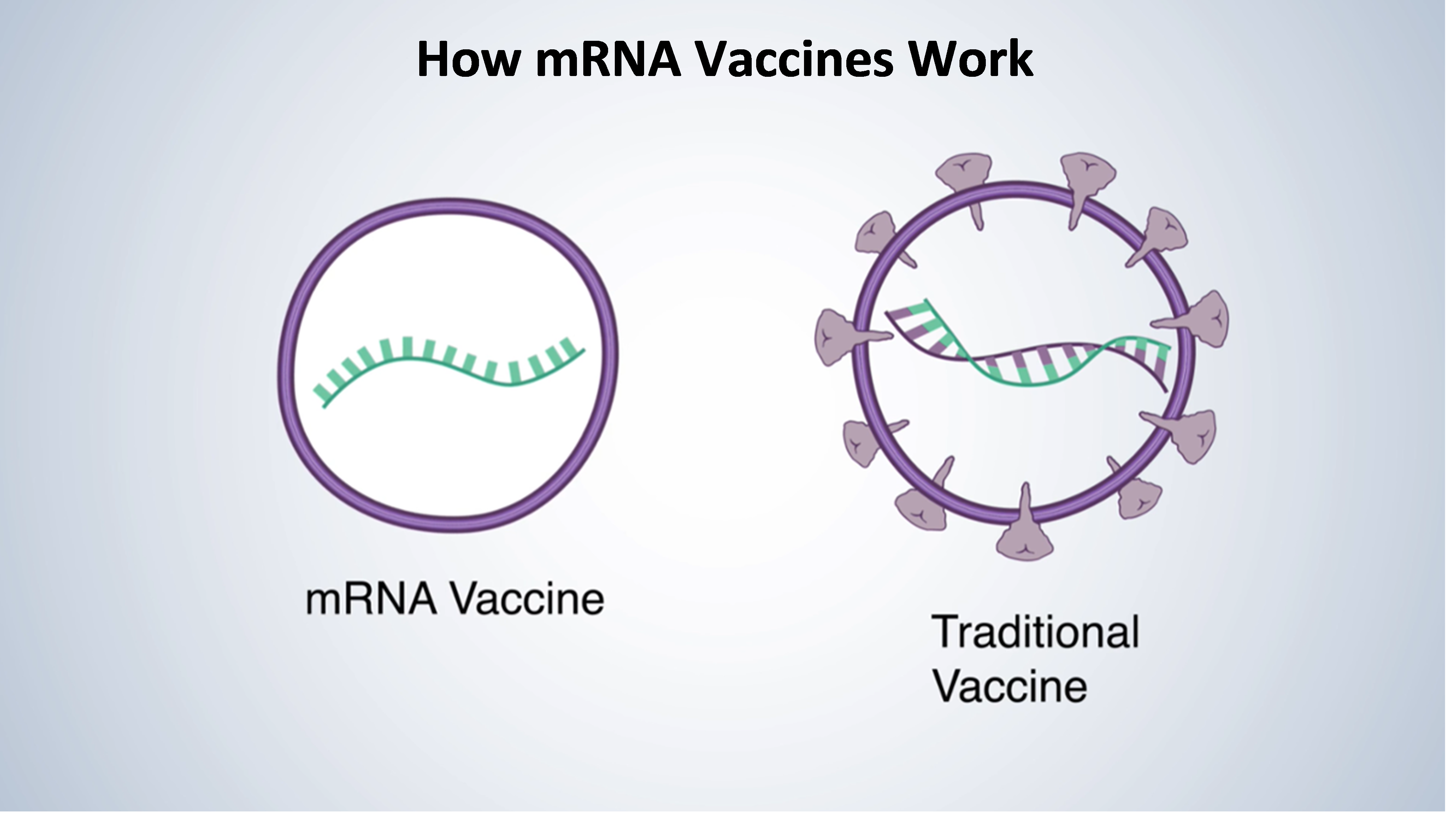 How mRNA Vaccines Work